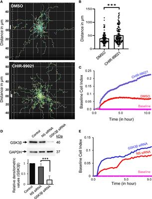 GSK3β Interacts With CRMP2 and Notch1 and Controls T-Cell Motility